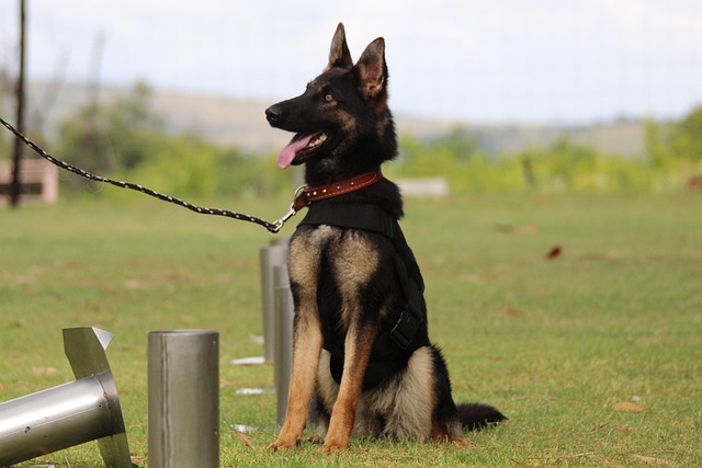 Free Dog Pet photo and picture