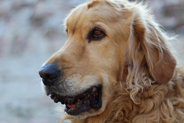 Free Dog Pet photo and picture