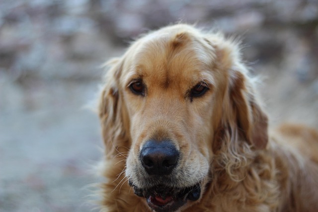 Free Dog Pet photo and picture