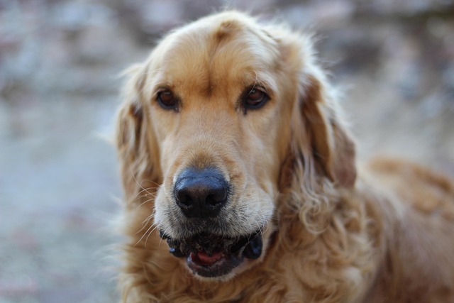 Free Dog Pet photo and picture