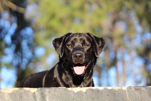 Free Dog Pet photo and picture