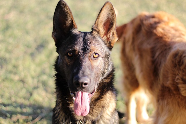 Free Dog Pet photo and picture
