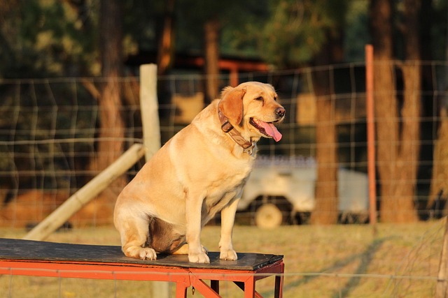 Free Dog Sit photo and picture