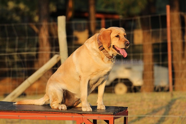 Free Dog Sit photo and picture