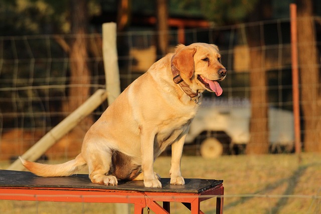 Free Dog Sit photo and picture