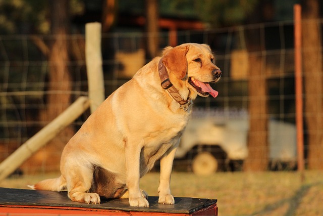 Free Dog Sit photo and picture