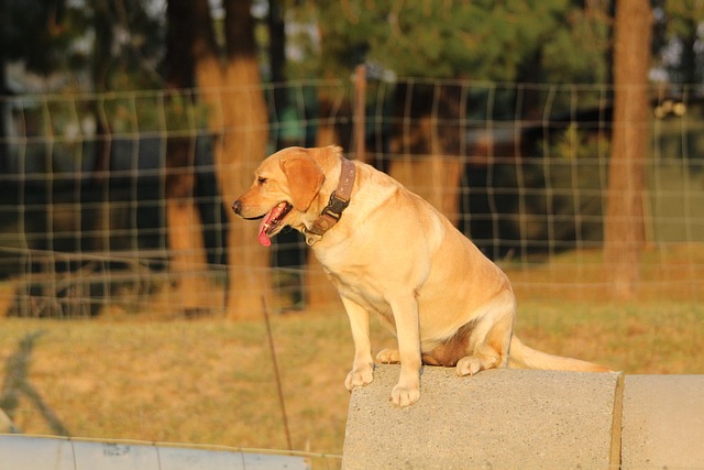Free Dog Sit photo and picture