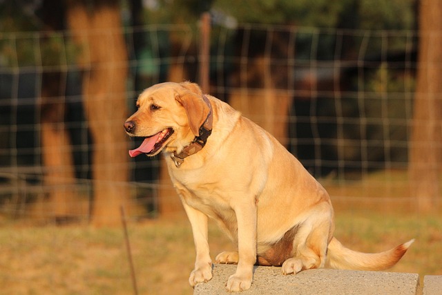 Free Dog Sit photo and picture