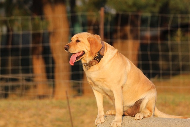 Free Dog Sit photo and picture