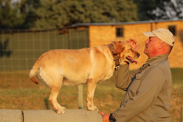 Free Sit Dog photo and picture