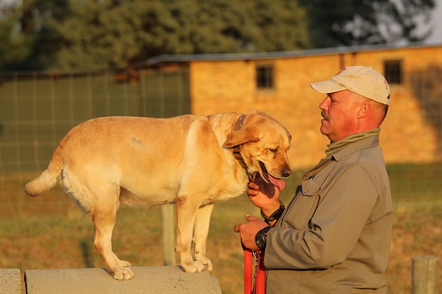 Free Training Dog photo and picture