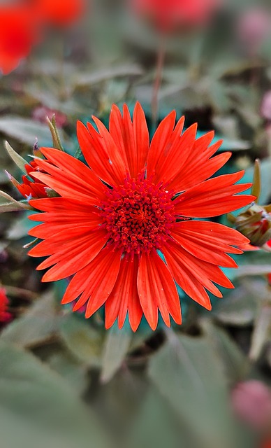 Blume, Pflanze, Wiese, Rote Blume