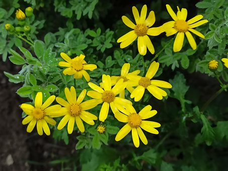 Flori Galbene, Galben, Iubitorii Galbeni