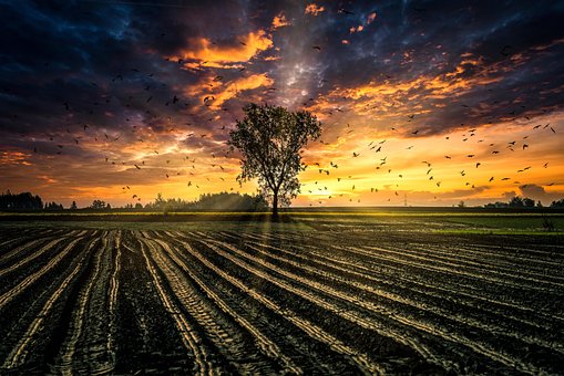 Free Tree Field photo and picture