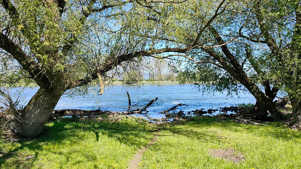 Riverside, Flodbred, Træer, Vand, Strand