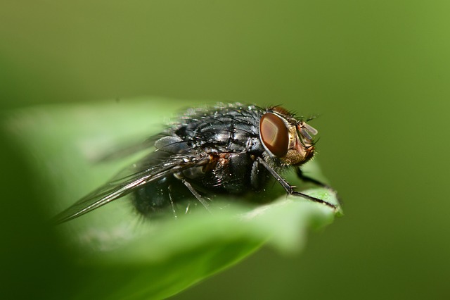 Free Brown Web photo and picture