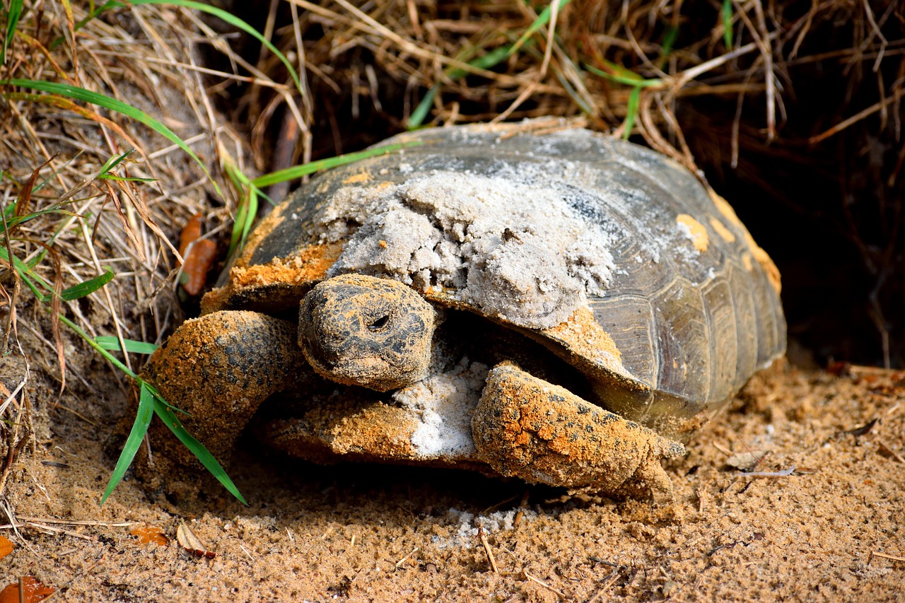 Gopher Turtle Reptile Tortoise - Free photo on Pixabay - Pixabay