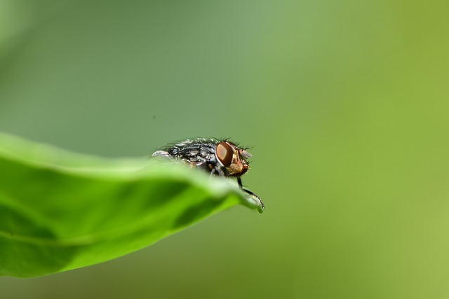 Free Brown Web photo and picture