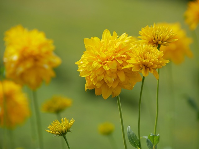 Bunga-Bunga Bunga Flora - Foto gratis di Pixabay