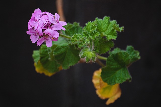 2,000+ Free Geranium & Nature Images - Pixabay