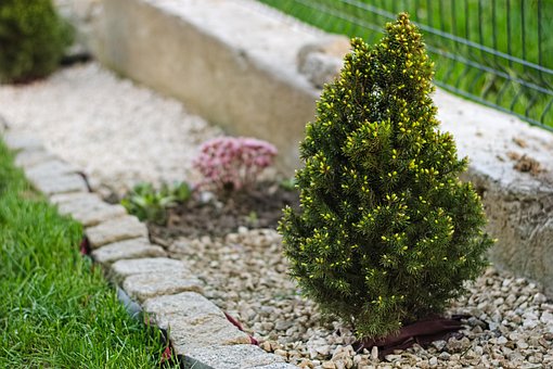 Tre, Gress, Planter, Frøplante, Hage