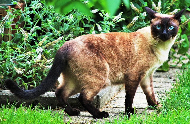 Gato, Animal, Siamés, Animal Domestico