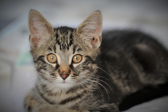 Gato, Gatito, Animal Domestico, Animal