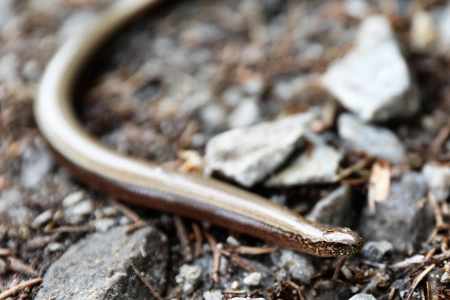 Lución, Lagarto, Reptil, Naturaleza