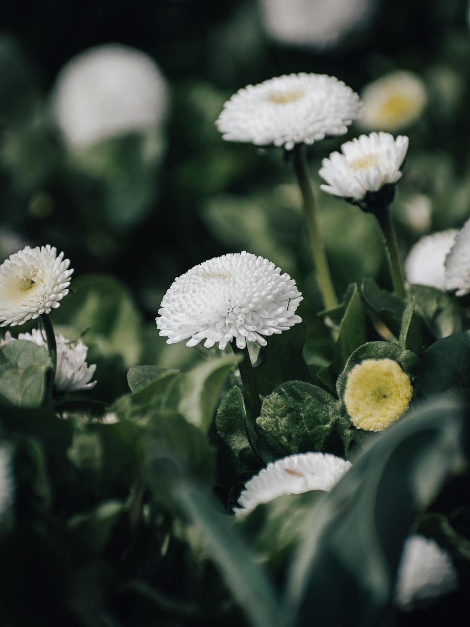 Sitemapcdatahttpsshopinf Inetcom4 Images 1 Mot Fleur Blanche