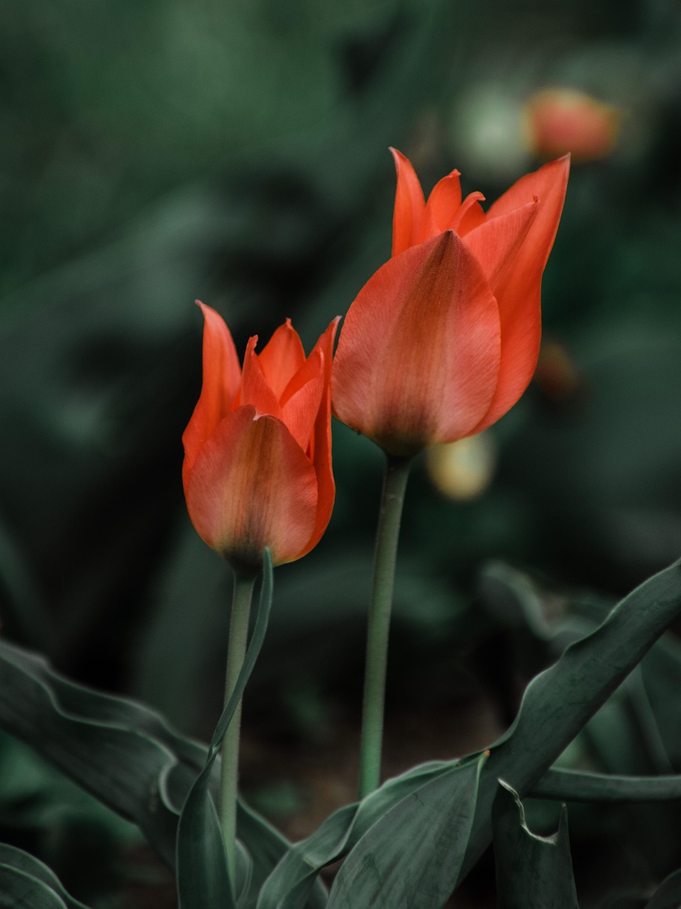 盛开 芽 开花 - Pixabay上的免费照片 - Pixabay