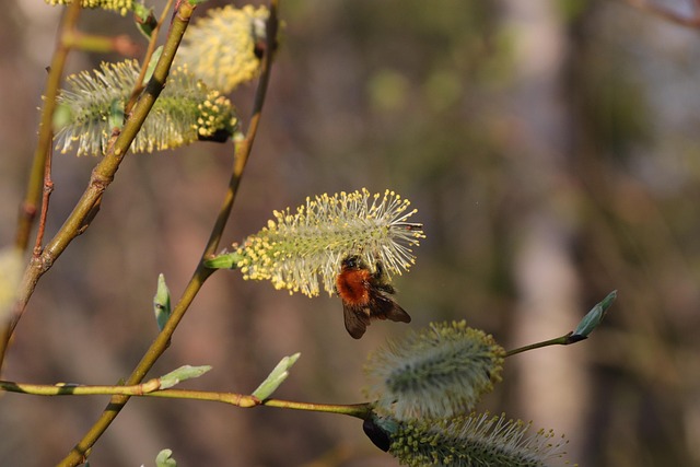 Free Bee Spring photo and picture