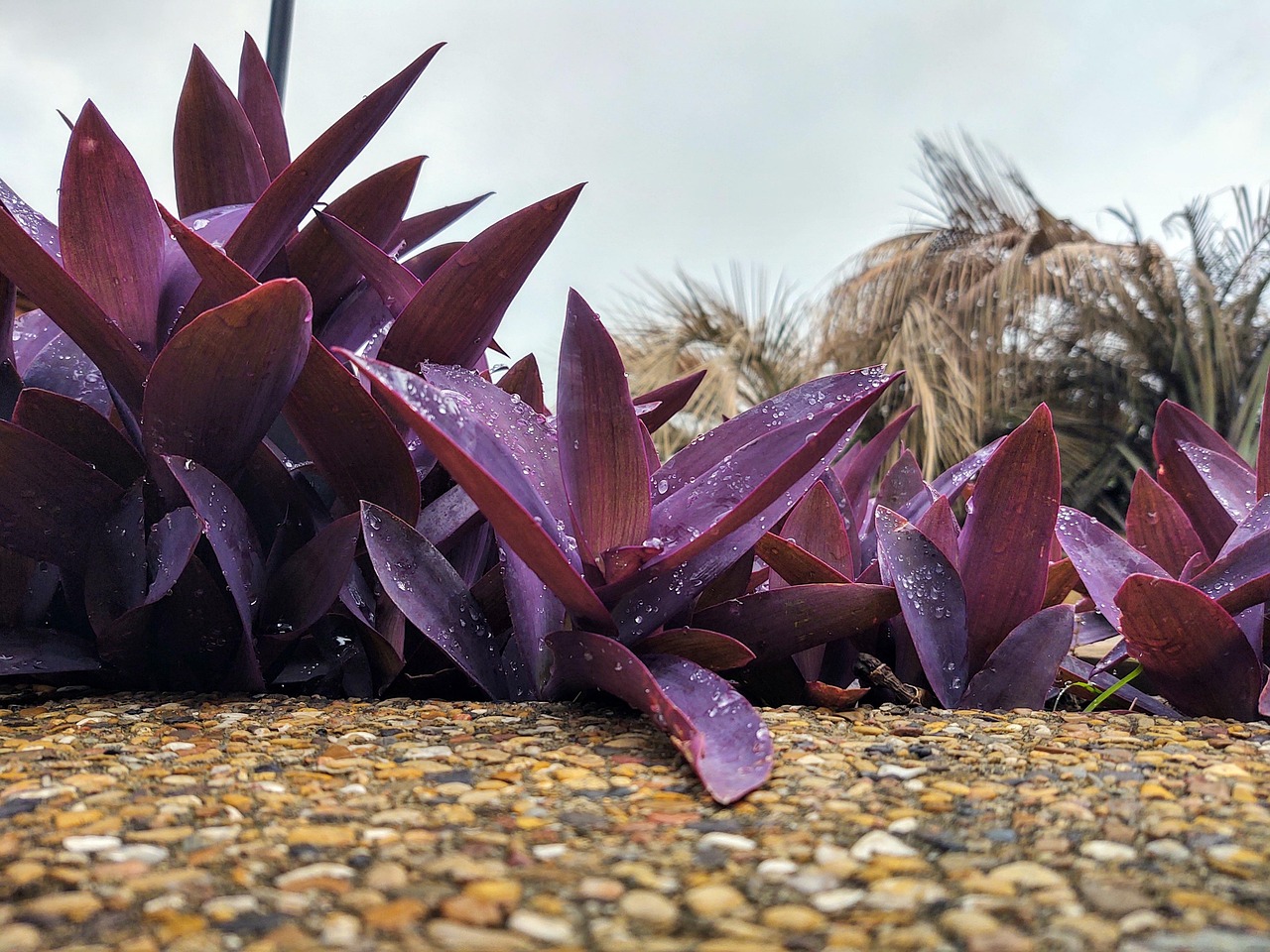 Tradescantia Pallida Purpurea - Photo gratuite sur Pixabay - Pixabay