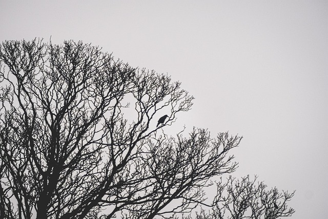 Free Crow Bird photo and picture