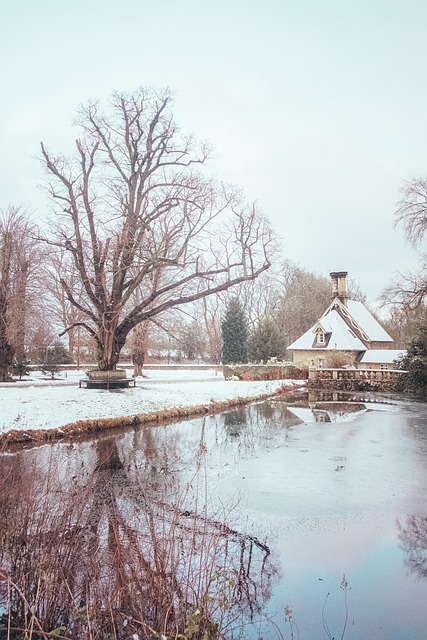 Free Winter Tree photo and picture