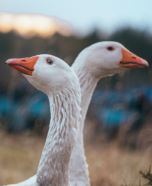 Free Geese Bird photo and picture