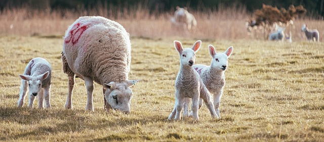 Free Sheep Lambs photo and picture