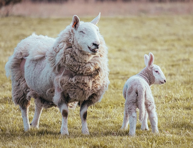 Free Sheep Lambs photo and picture