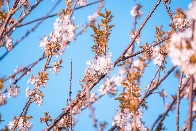 Free Blossom Tree photo and picture