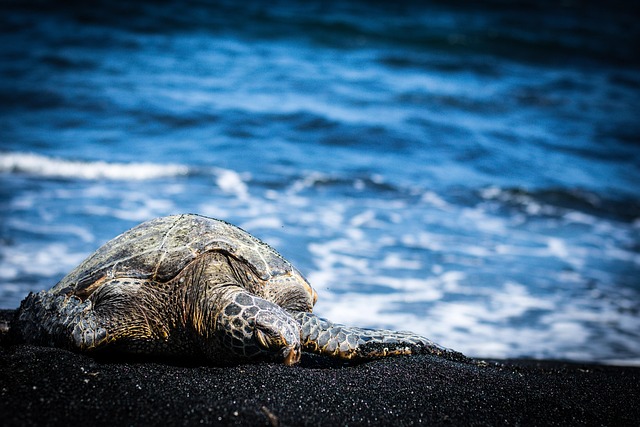 Free Turtle Animal photo and picture