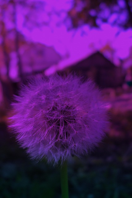 Free Flower Art photo and picture