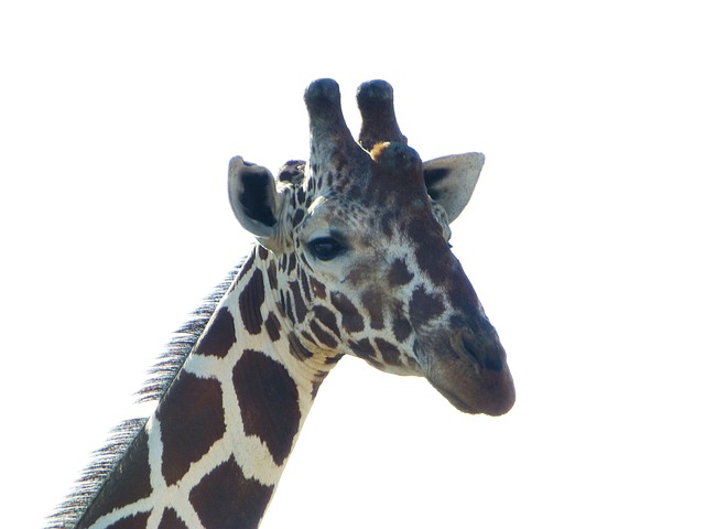Free giraffe head animal illustration