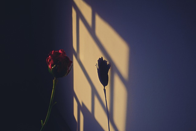 Free Sunrays Sunlight photo and picture