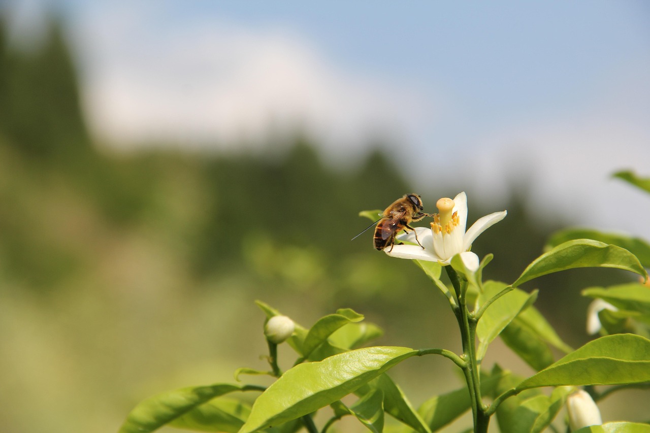 Citrus Bee Free photo on Pixabay Pixabay