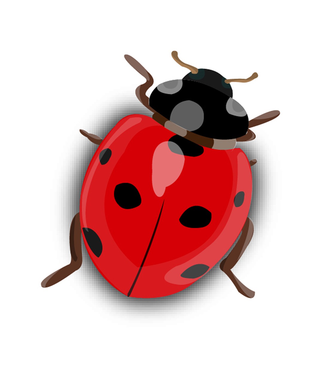 Free Ladybug Beetle illustration and picture