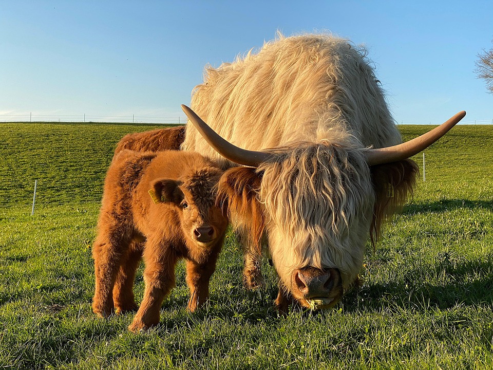 highland-cattle-calf-farm-free-photo-on-pixabay