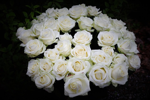 Rosas, Flores, Ramo, Rosas Blancas