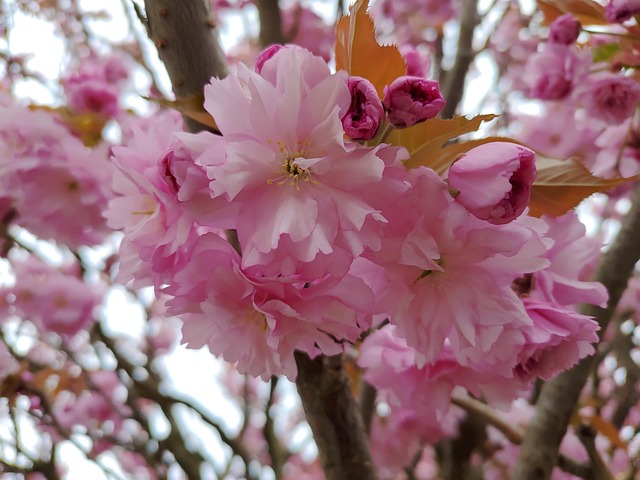 Free Cherry Blossom Flowers photo and picture