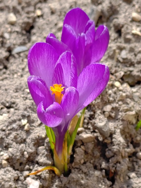 Free Crocus Flowers photo and picture