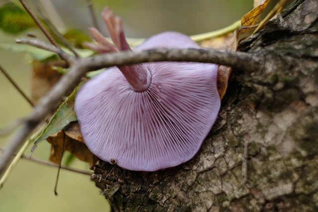 Free Mushroom Purple photo and picture