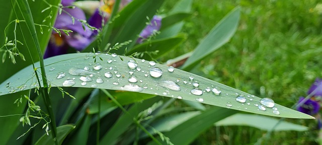 Free Grass Leaf photo and picture
